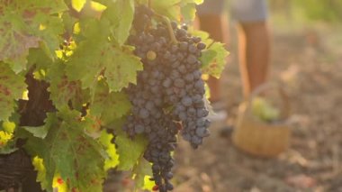 Üzüm bağında çalışan bir adam