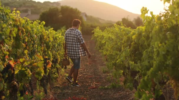 Mann arbeitet in einem Weinberg — Stockvideo