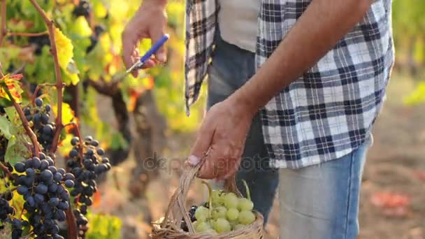 Mann arbeitet in einem Weinberg — Stockvideo