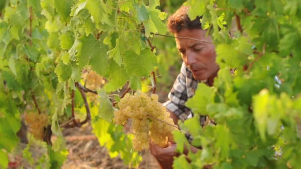 Man die in een wijngaard werkt — Stockvideo