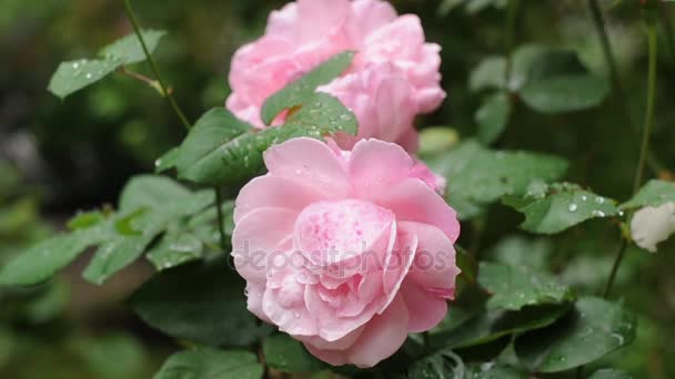 Rosas rosadas frescas — Vídeos de Stock