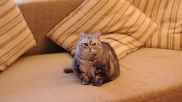 Ленивый жирный кот на диване — стоковое видео