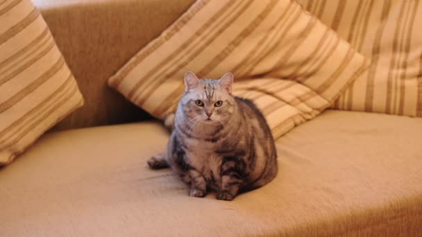 Faule dicke Katze auf der Couch — Stockvideo