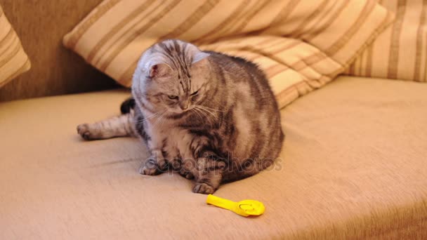 Faule dicke Katze auf der Couch — Stockvideo