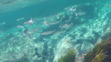 Sualtı video GoPro kamera ile çekilen