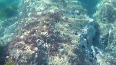 Sualtı video GoPro kamera ile çekilen