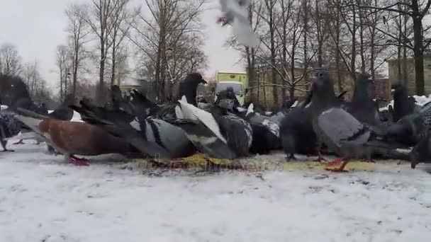 Голуби едят семена в парке — стоковое видео