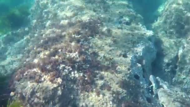 Undervands video taget med gopro kamera – Stock-video