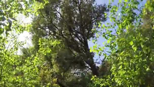 forêt verte en été