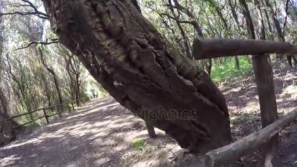 Bosque verde en verano — Vídeo de stock