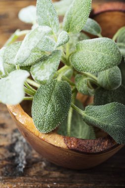 Ahşap zemin üzerine yeşil taze adaçayı