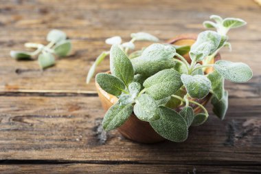 Ahşap zemin üzerine yeşil taze adaçayı