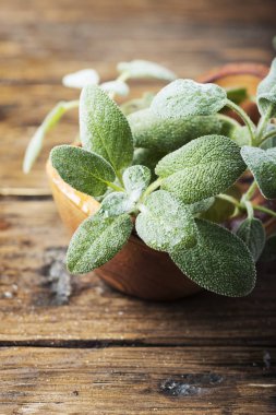 Ahşap zemin üzerine yeşil taze adaçayı