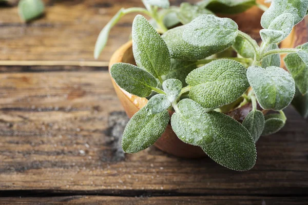 Fresh green sage on the wooden background