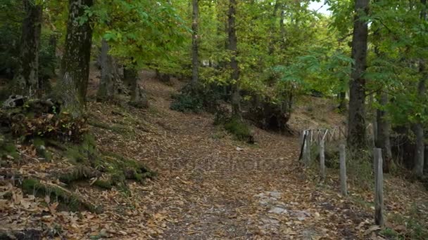 Rome, Italie, 4 novembre 2017 : vue sur la forêt d'automne en Italie 