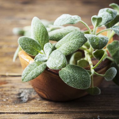 Ahşap zemin üzerine yeşil taze adaçayı