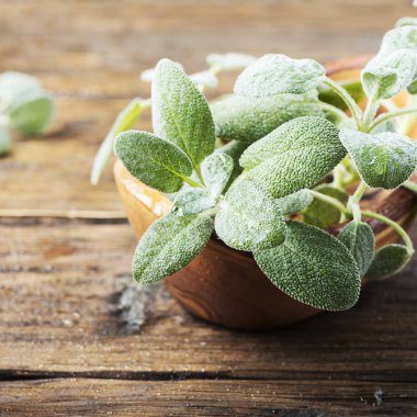 Ahşap zemin üzerine yeşil taze adaçayı