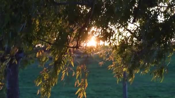 Branches Arbres Vent Coucher Soleil — Video