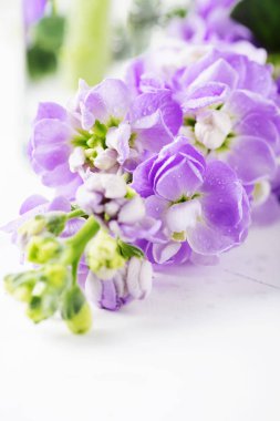 Menekşe bahar çiçekleri beyaz yüzey döşeme closeup görünümü