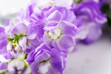 Lila bahar çiçekleri Görünümü Kapat