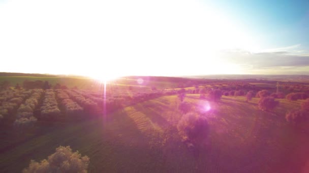 Coucher Soleil Dessus Champ Vert Avec Des Arbres Fleurs — Video