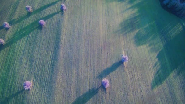 Вид Зеленое Поле Цветущими Деревьями Закате — стоковое видео