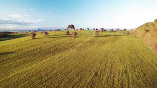 Pôr Sol Acima Campo Verde Com Árvores Florescentes — Vídeo de Stock