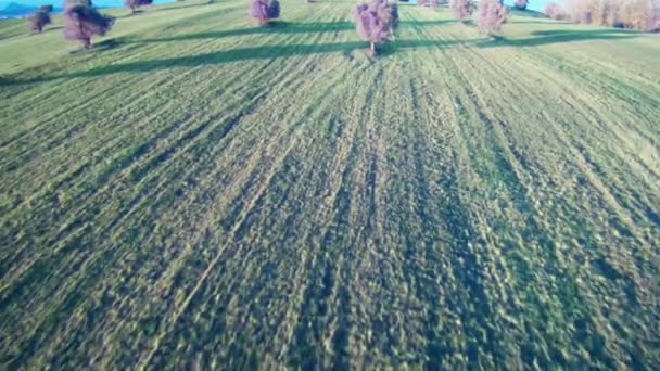 Vista Campo Verde Com Árvores Florescendo Por Sol — Vídeo de Stock