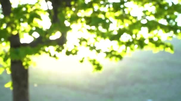 風の強い夕日の緑の木の自然な背景 — ストック動画