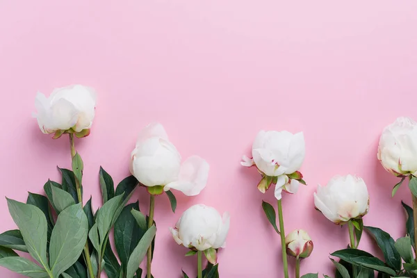 Peonía Blanca Elegante Sobre Fondo Rosa Concepto Una Tarjeta Felicitación —  Fotos de Stock