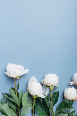 Mavi arka planda beyaz, zarif bir şakayık. Tebrik kartı kavramı, metin için bir kopya alanı ile üst görünüm