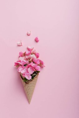 Yaz asgari konsepti. Pembe pastel arka planda pembe begonya çiçekli dondurma külahı. Düz yatıyordu. Kopya sürgülü üst görünüm. Yaratıcı yerleşim
