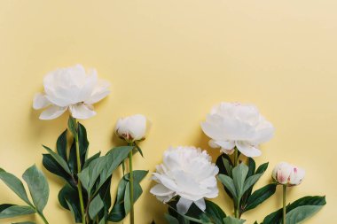 Sarı arka planda beyaz zarif şakayık. Tebrik kartı kavramı, metin için bir kopya alanı ile üst görünüm