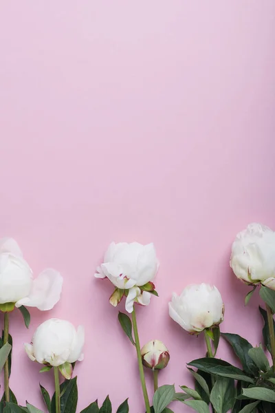 Peonía Blanca Elegante Sobre Fondo Rosa Concepto Una Tarjeta Felicitación —  Fotos de Stock