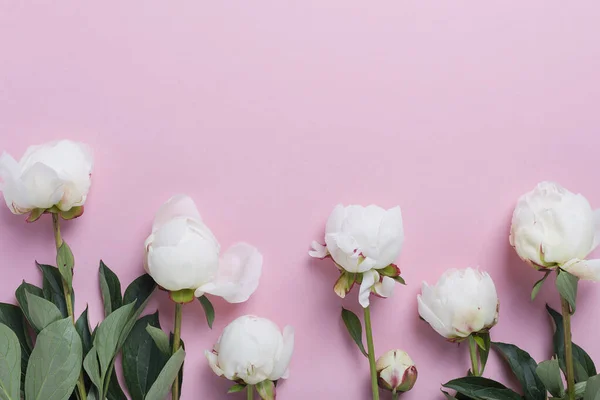 Peonía Blanca Elegante Sobre Fondo Rosa Concepto Una Tarjeta Felicitación —  Fotos de Stock