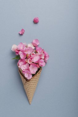 Yaz asgari konsepti. Mavi pastel arka planda pembe begonya çiçekli dondurma külahı. Düz yatıyordu. Kopya sürgülü üst görünüm. Yaratıcı yerleşim