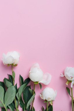 Pembe arka planda beyaz, zarif bir şakayık. Tebrik kartı kavramı, metin için bir kopya alanı ile üst görünüm