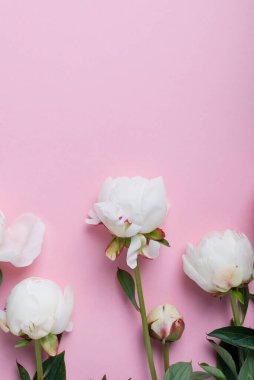 Pembe arka planda beyaz, zarif bir şakayık. Tebrik kartı kavramı, metin için bir kopya alanı ile üst görünüm