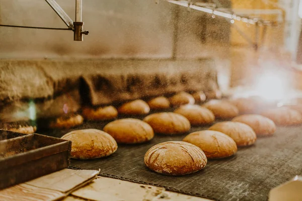 Fırından taze çörek. Konveyör ile ekmek. Ekmek pişirme. Atölye ekmek yapımı için. Beyaz ekmek fırında. Sıcak buns. Şekerlemeler.