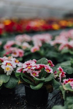 Hafif bir arka plan üzerinde seramik bir sürahi içinde güzel pembe ortanca çiçek yakın çekim.