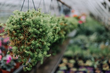 Çiçek dükkanındaki saksılarda bir sürü farklı bitki var. Bahçe merkezi ve toptancı konsepti. Yeşil arka plan. Bir sürü yaprak.