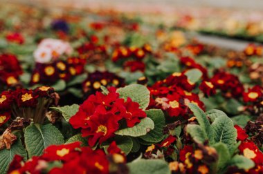 Kırmızı çiçek ve kelebekten yapılmış yaratıcı bir arka plan. Düz yatıyordu. Düz yatıyordu. Çiçek konsepti. Petunya çiçeği.