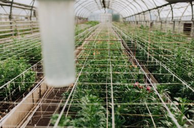 Güneş ışığında serada bahar ve yaz çiçekleriyle dolu bir tarla. Çiçek deseni