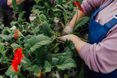Kıdemli kadın tohum ekiyor.