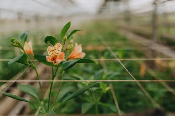 Seedlings of flowers, trees with small seeds, planted a panel or in a greenhouse