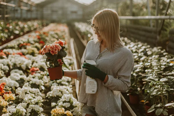 Close up side profile photo beautiful adorable she her lady many roses seller hands arms check flowers condition pulverize water show okey symbol opening service small flower shop room indoors