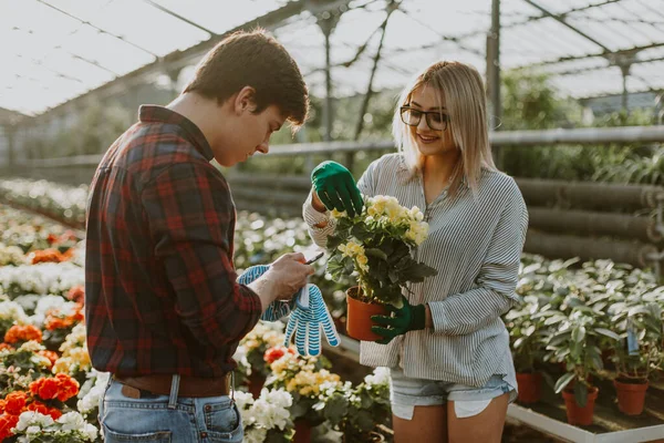Guy Dan Gadis Tukang Kebun Memotong Semak Mawar Taman Indah — Stok Foto