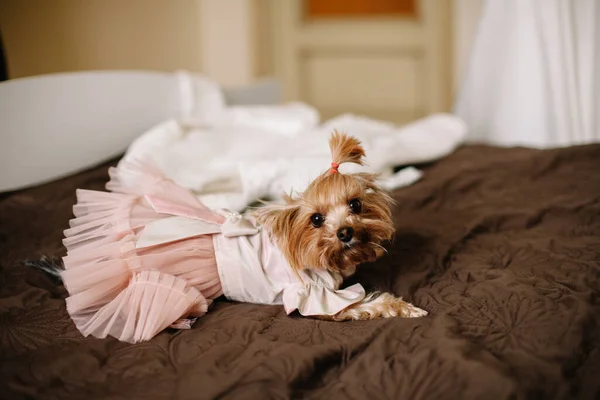 Küçük bir hayvan. Köpek gelin ayaklarının dibinde yatıyor.