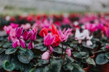 Bahçe merkezinde pembe çiçekleri seçen kadın manzarası