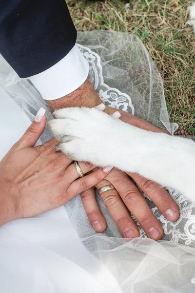 新娘和新郎的手与他们的结婚戒指和狗爪 免版税图库图片